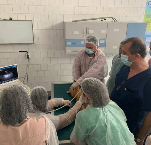 workshop-ecografie-modul2-11b