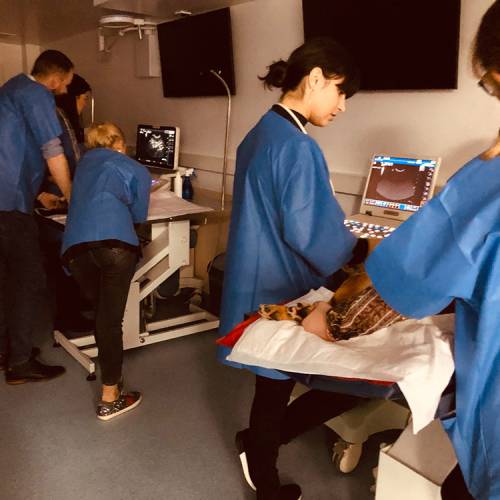 workshop-ultrasonografia-abdominala-04b