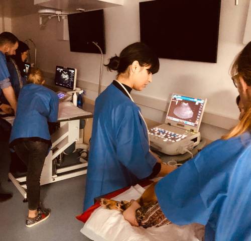 workshop-ultrasonografia-abdominala-05b