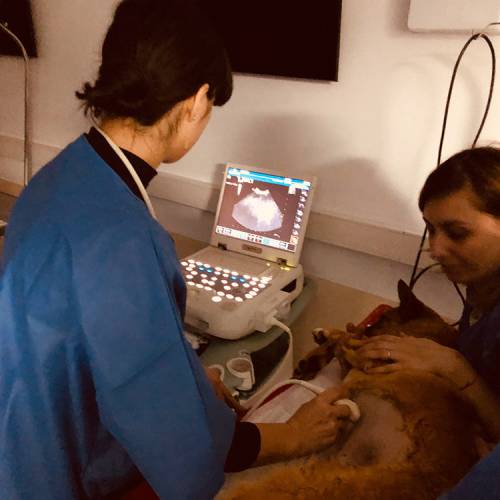 workshop-ultrasonografia-abdominala-08b