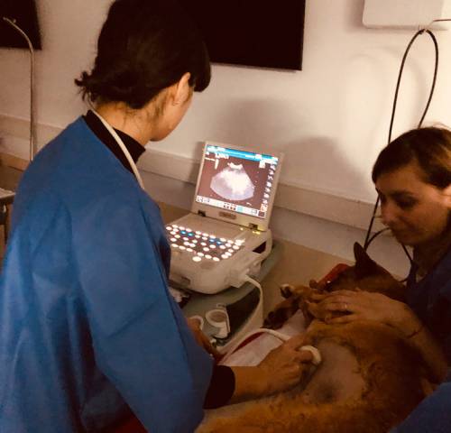 workshop-ultrasonografia-abdominala-08b