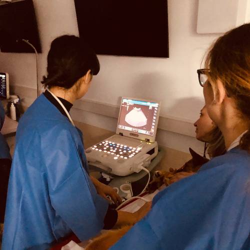 workshop-ultrasonografia-abdominala-09b