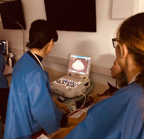 workshop-ultrasonografia-abdominala-09b